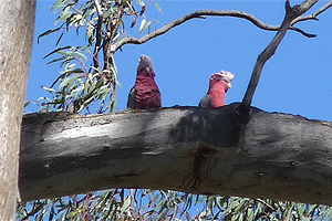 Galah in the Barmah Red Gum Forest